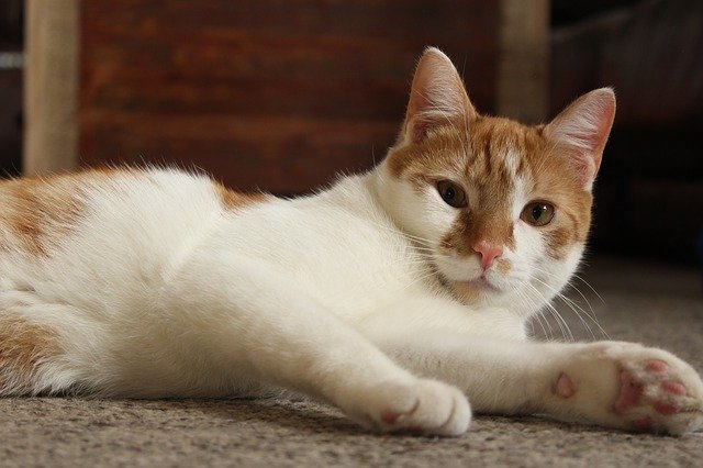 Muat turun percuma Cat Kitten Orange - foto atau gambar percuma untuk diedit dengan editor imej dalam talian GIMP