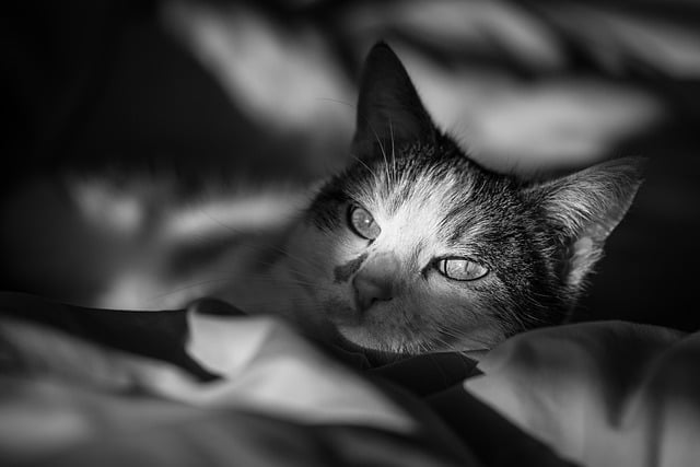 Free download cat kitten paws cuddle bed eyes free picture to be edited with GIMP free online image editor