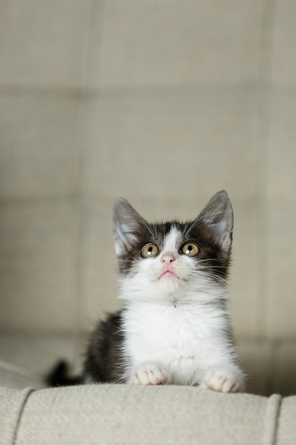 Free download cat kitten pet portrait chair free picture to be edited with GIMP free online image editor
