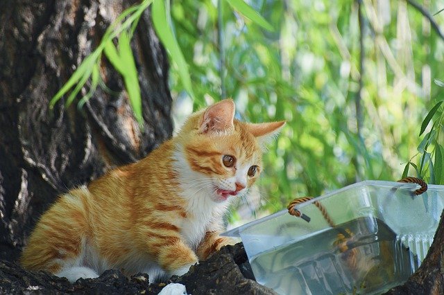 Безкоштовно завантажте Cat Kitten Tree - безкоштовну фотографію або малюнок для редагування в онлайн-редакторі зображень GIMP