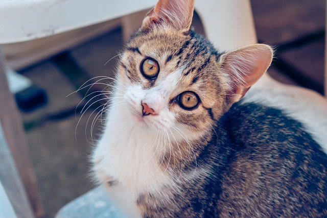 Free download cat kitten whiskers feline free picture to be edited with GIMP free online image editor