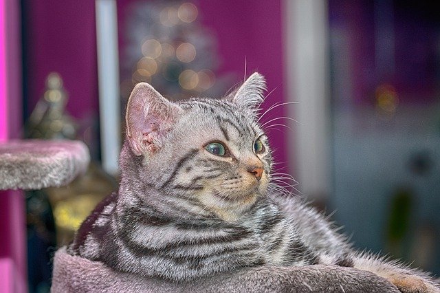 Descărcare gratuită Cat Kitten Young Animal Domestic - fotografie sau imagini gratuite pentru a fi editate cu editorul de imagini online GIMP