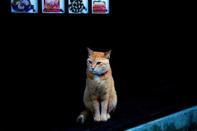 Unduh gratis Cat Kitty Black - foto atau gambar gratis untuk diedit dengan editor gambar online GIMP