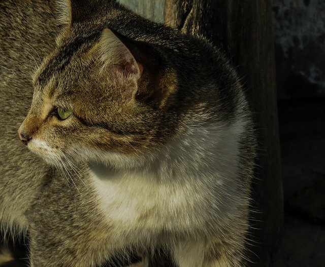 Descărcare gratuită Cat Kitty Cute - fotografie sau imagini gratuite pentru a fi editate cu editorul de imagini online GIMP