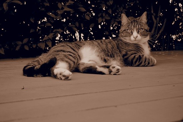 دانلود رایگان Cat Kitty Feline - عکس یا تصویر رایگان قابل ویرایش با ویرایشگر تصویر آنلاین GIMP
