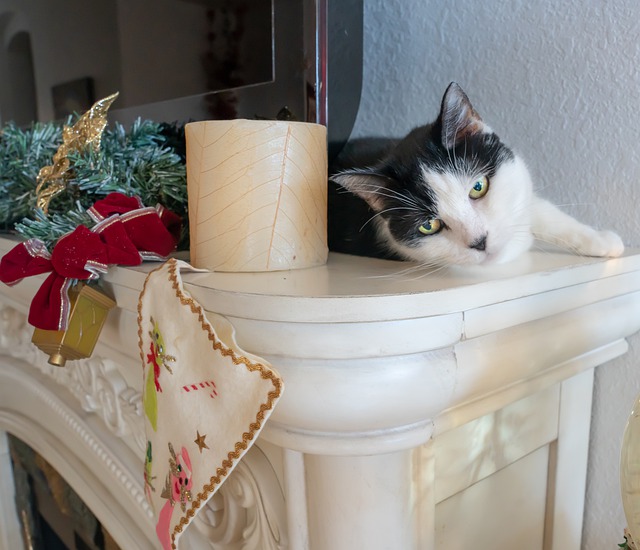 GIMP ücretsiz çevrimiçi resim düzenleyiciyle düzenlenecek ücretsiz indir kedi pisi kedi yılbaşı ücretsiz resmi