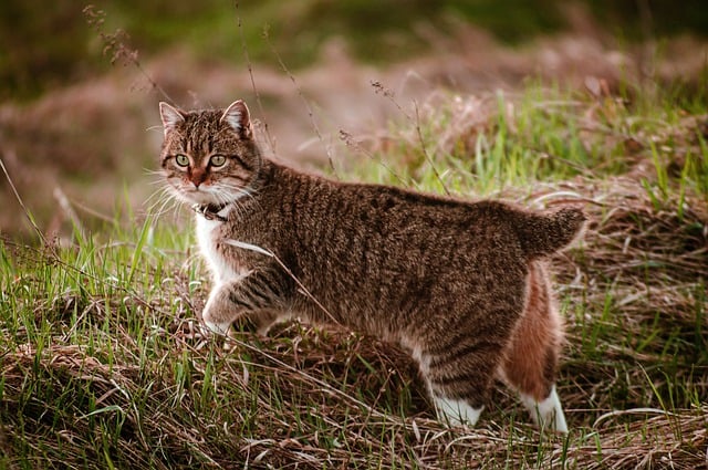 Free download cat kitty feline mammal animal free picture to be edited with GIMP free online image editor
