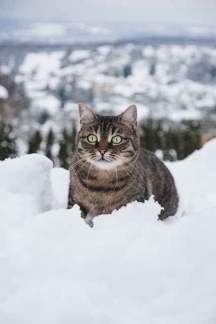 Бесплатно скачать кошка котенок кошачье домашнее животное милый снег бесплатное изображение для редактирования в GIMP бесплатный онлайн-редактор изображений