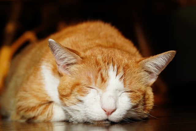 Free download cat kitty feline sleep nap rest free picture to be edited with GIMP free online image editor