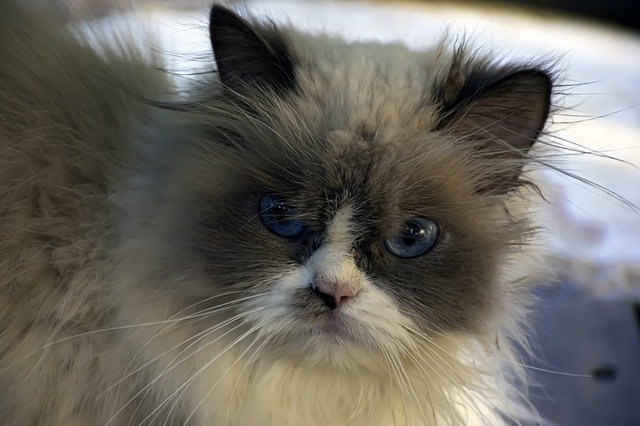 Скачать бесплатно Cat Kitty Kitten - бесплатное фото или изображение для редактирования с помощью онлайн-редактора изображений GIMP