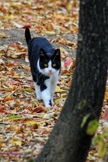 Free download cat kitty park feline fur muzzle free picture to be edited with GIMP free online image editor