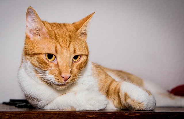 Free download cat lies red white view free picture to be edited with GIMP free online image editor