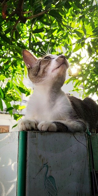 تنزيل Cat Light Green مجانًا - صورة أو صورة مجانية ليتم تحريرها باستخدام محرر الصور عبر الإنترنت GIMP