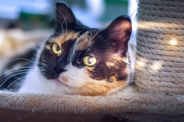 Free download Cat Light Pet The -  free photo or picture to be edited with GIMP online image editor