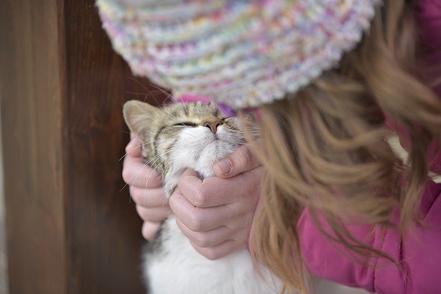 무료 다운로드 Cat Little Girl - 무료 사진 또는 김프 온라인 이미지 편집기로 편집할 수 있는 사진