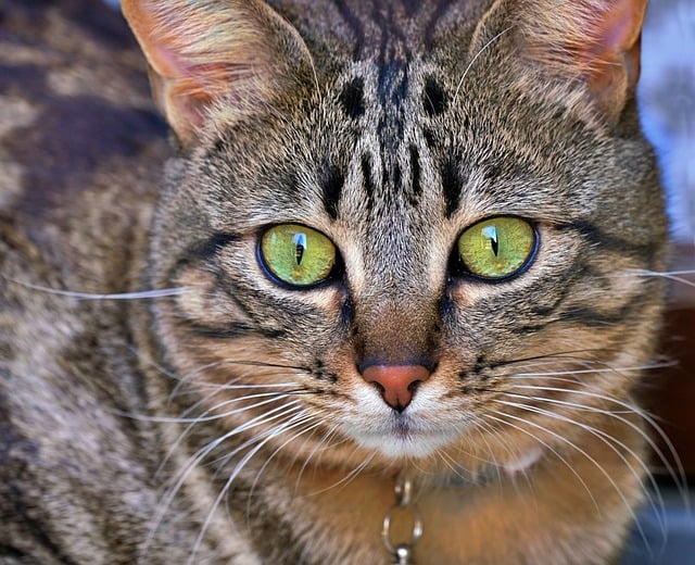 Free download cat look cute hair feline animal free picture to be edited with GIMP free online image editor