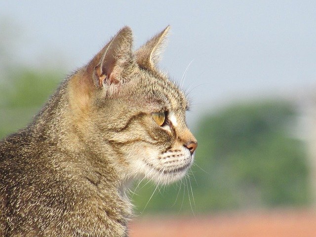 Bezpłatne pobieranie Cat Look Face - bezpłatne zdjęcie lub obraz do edycji za pomocą internetowego edytora obrazów GIMP