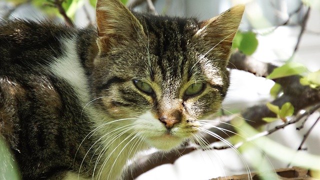 Free download Cat Look Noble Cute -  free photo or picture to be edited with GIMP online image editor