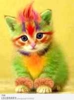 Free download Cat-Lover free photo or picture to be edited with GIMP online image editor