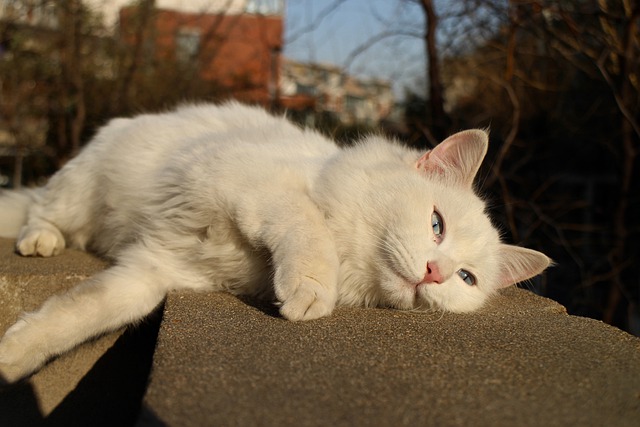 Tìm hiểu hơn 110 ảnh mèo trắng cute mới nhất - Tin Học Vui