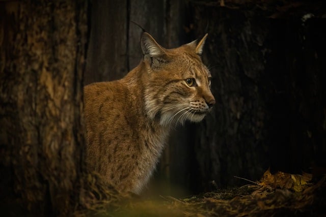 Free download cat lynx domestic captive hunter free picture to be edited with GIMP free online image editor