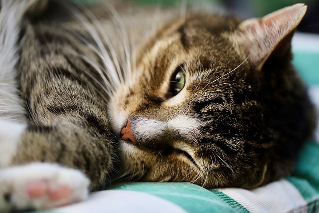 Free download cat mackerel domestic cat free picture to be edited with GIMP free online image editor