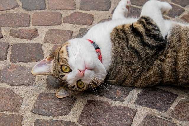 הורדה חינם של חתול מקרל חתול ביתי חתול פנים תמונה בחינם לעריכה עם עורך תמונות מקוון בחינם של GIMP