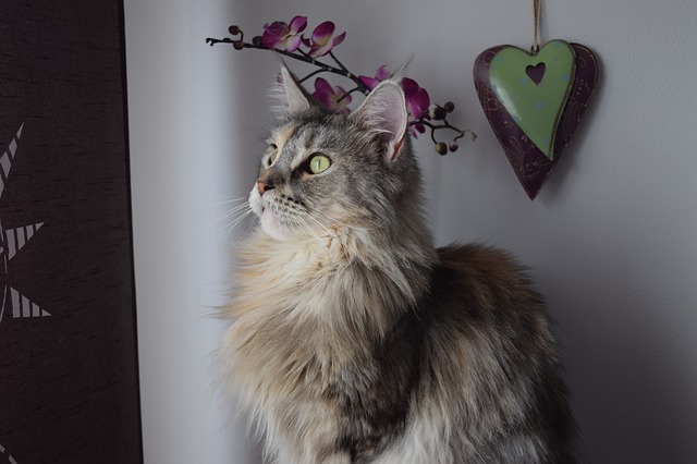 Free graphic cat main coon maine coon to be edited by GIMP free image editor by OffiDocs