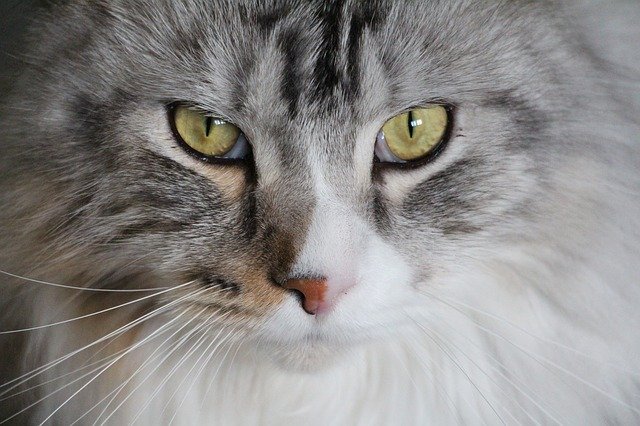 Free graphic cat main coon maine coon cat to be edited by GIMP free image editor by OffiDocs