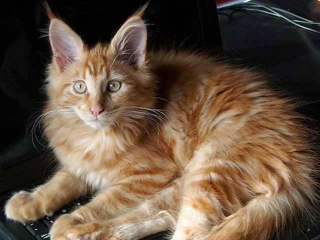 Free download cat maine coon domestic cat animal free picture to be edited with GIMP free online image editor