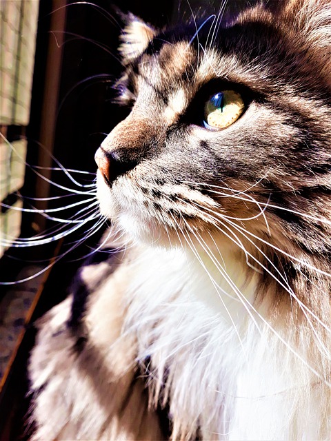 Free graphic cat maine coon feline portrait to be edited by GIMP free image editor by OffiDocs