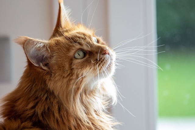 Free download cat maine coon fur pet animal free picture to be edited with GIMP free online image editor