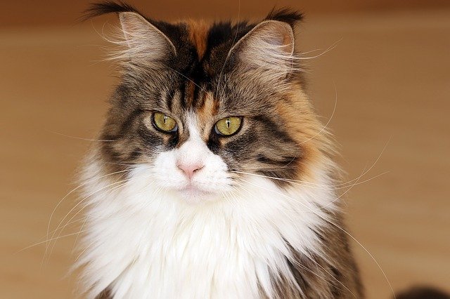 Free download cat maine coon look animal furry free picture to be edited with GIMP free online image editor