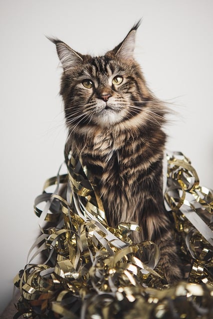 Free download cat maine coon party gold new year free picture to be edited with GIMP free online image editor