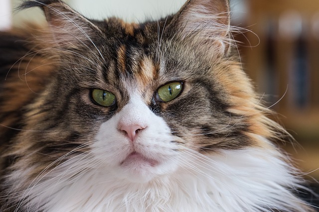 Téléchargement gratuit d'une image gratuite de chat maine coon race de chat domestique à modifier avec l'éditeur d'images en ligne gratuit GIMP