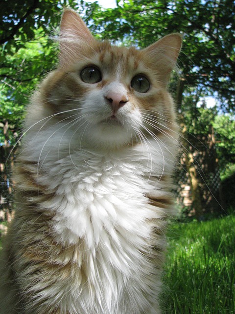 Free download cat maine coon red domestic animal free picture to be edited with GIMP free online image editor