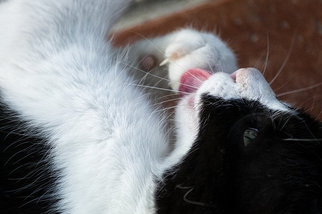 Скачать бесплатно Cat Malai Animal - бесплатное фото или изображение для редактирования с помощью онлайн-редактора изображений GIMP