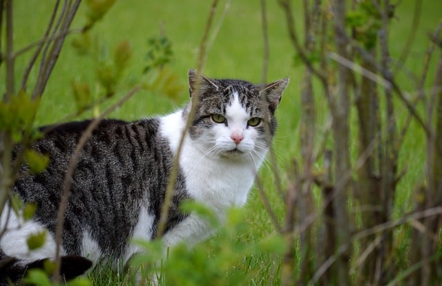 Free download cat mammal domestic cat garden free picture to be edited with GIMP free online image editor