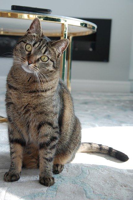 Скачать бесплатно Cat Mammal Kitten - бесплатное фото или изображение для редактирования с помощью онлайн-редактора изображений GIMP