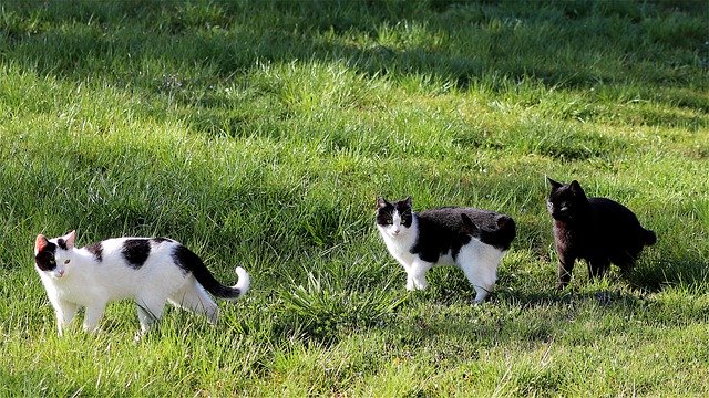 Free download Cat Meadow Pet -  free photo or picture to be edited with GIMP online image editor