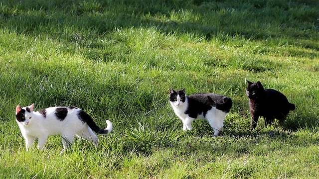 Bezpłatne pobieranie Cat Meadow Pet - bezpłatne zdjęcie lub obraz do edycji za pomocą internetowego edytora obrazów GIMP