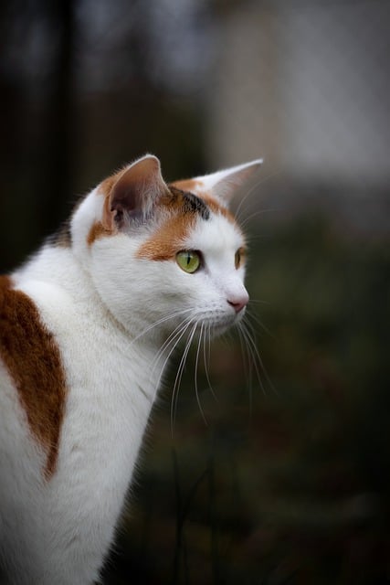 Free download cat moody dark portrait animal free picture to be edited with GIMP free online image editor