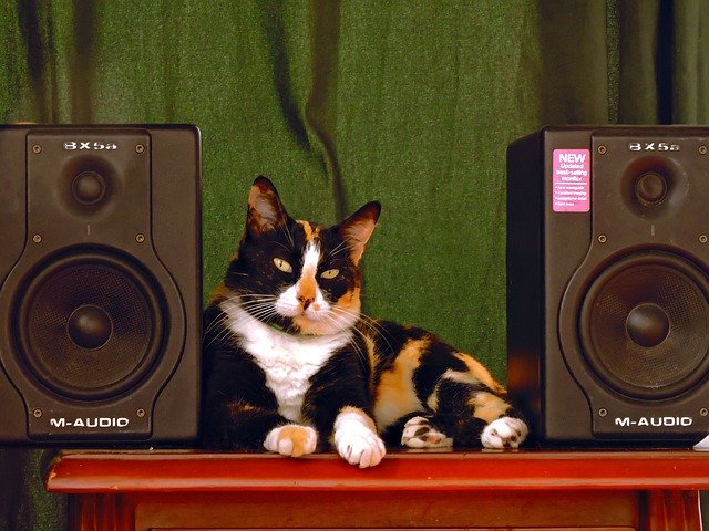 Free download Cat Music Baffle -  free photo or picture to be edited with GIMP online image editor