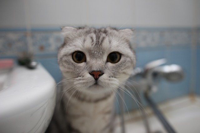 قم بتنزيل Cat Muzzle Mustachioed - صورة مجانية أو صورة يتم تحريرها باستخدام محرر الصور عبر الإنترنت GIMP