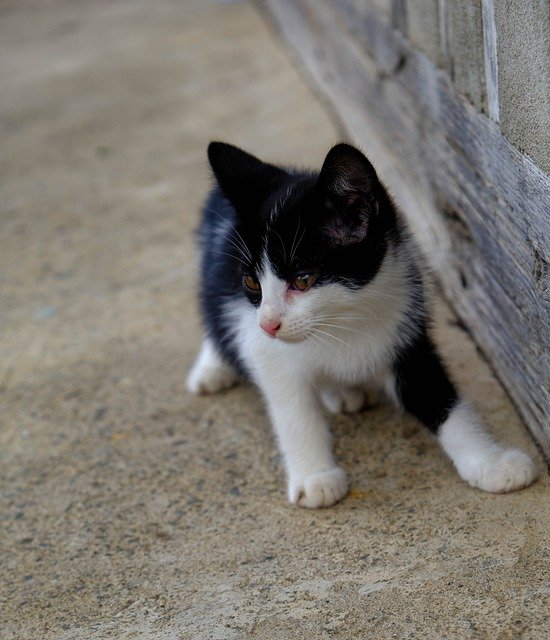Free download cat n animal animals portrait free picture to be edited with GIMP free online image editor