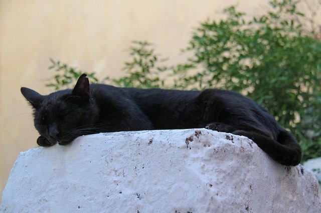Free download Cat Nap Feline The -  free photo or picture to be edited with GIMP online image editor