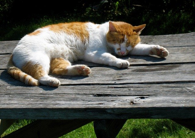 Gratis download Cat Nap Orange - gratis foto of afbeelding om te bewerken met GIMP online afbeeldingseditor