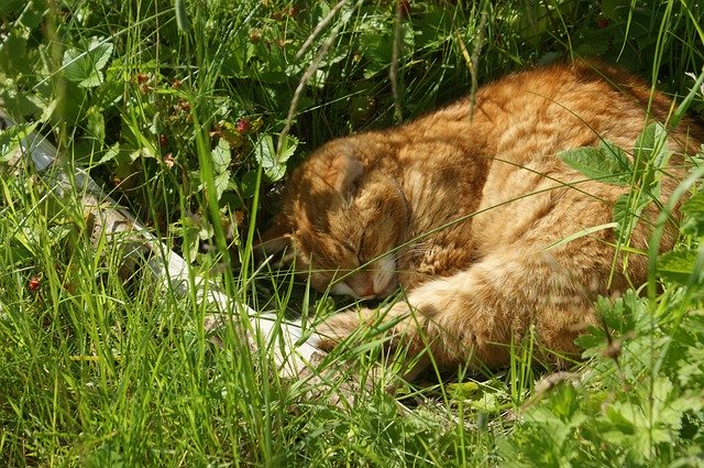 Free download Cat Natural Shrub -  free photo or picture to be edited with GIMP online image editor