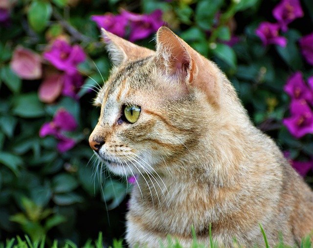 Descarga gratuita Cat Nature: foto o imagen gratuita para editar con el editor de imágenes en línea GIMP