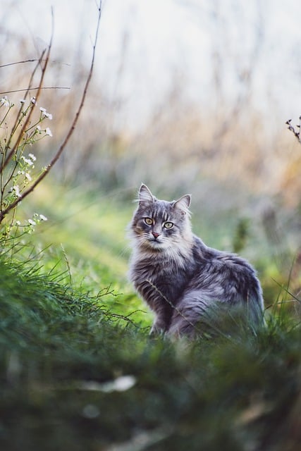Free download cat nature animal outdoors feline free picture to be edited with GIMP free online image editor